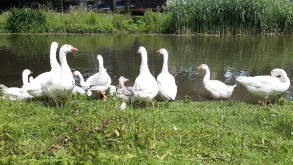 Read more about the article Photowalk Kromme Rijn