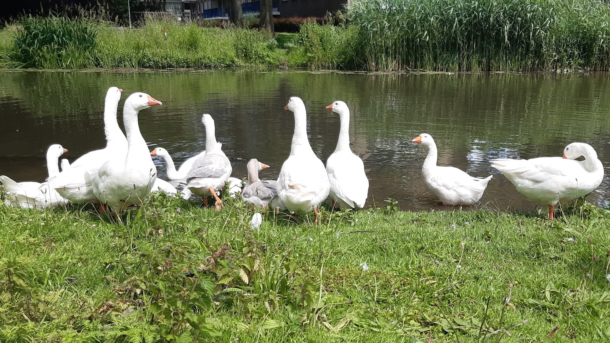 You are currently viewing Photowalk Kromme Rijn