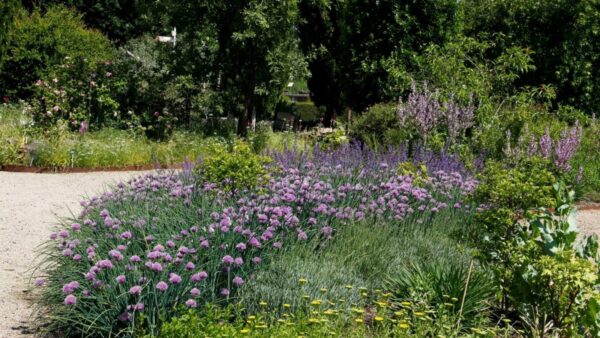 Read more about the article Botanische Tuinen Utrecht